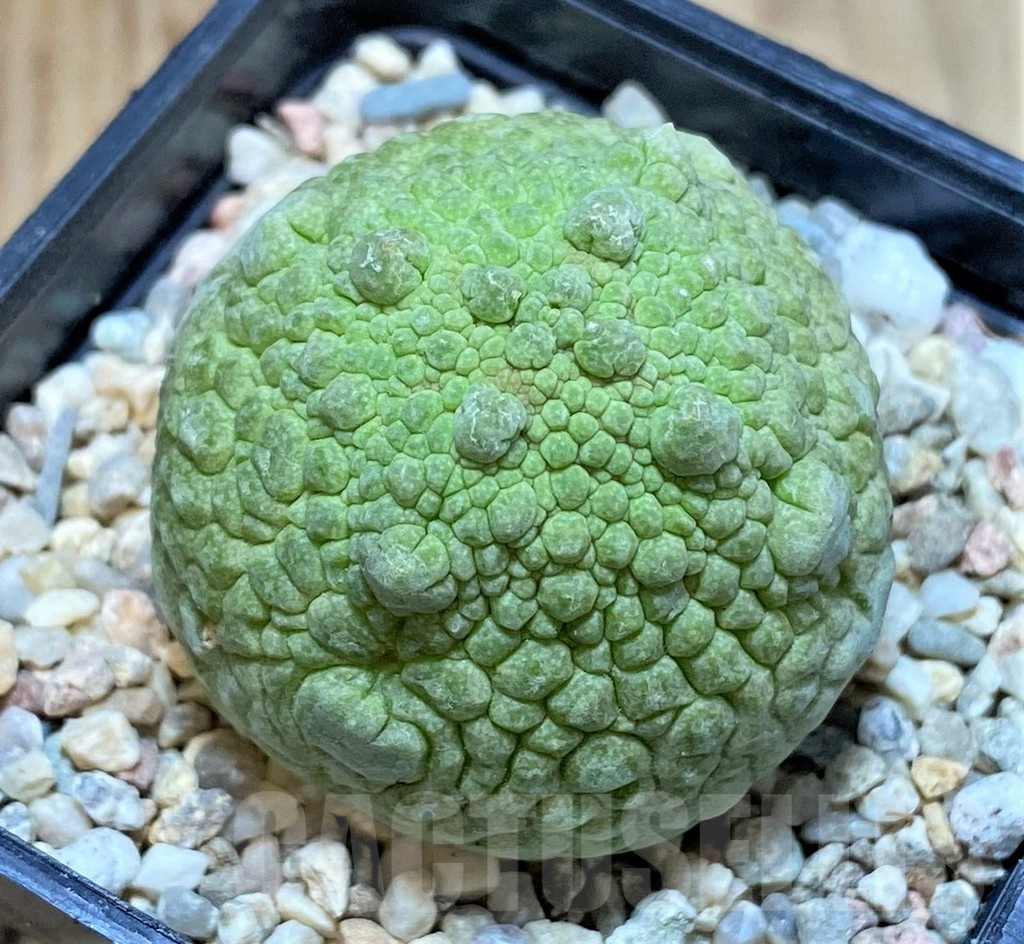 SHPR39355 Pseudolithos cubiformis - Obrázek 2