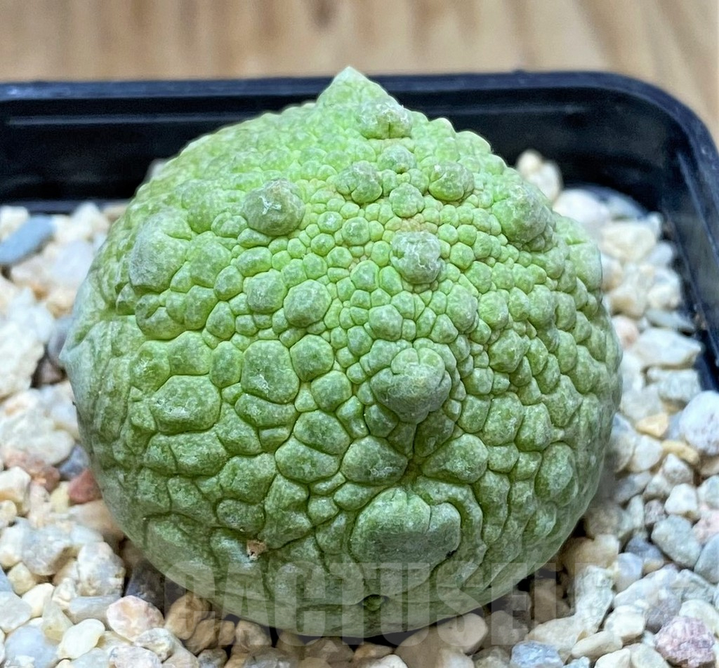 SHPR39355 Pseudolithos cubiformis
