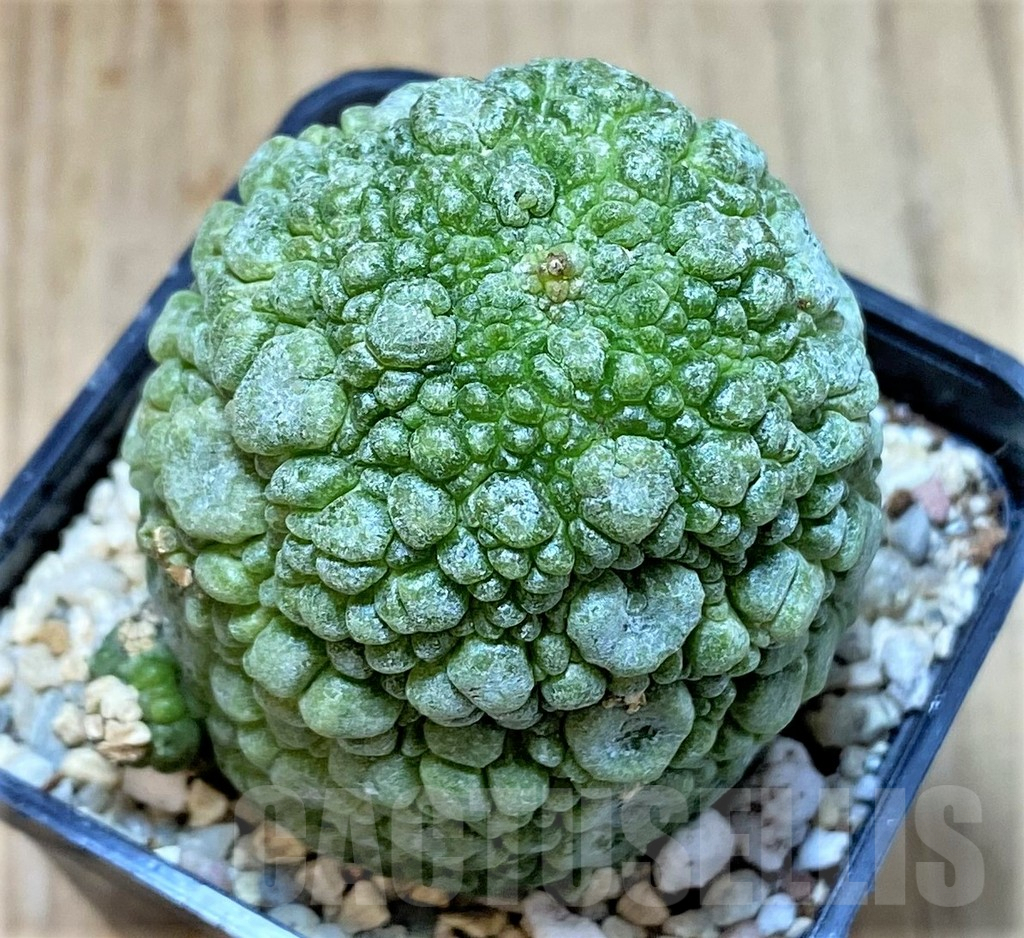 SHPR39356 Pseudolithos migiurtinus, Select form