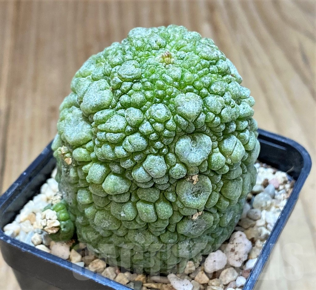 SHPR39356 Pseudolithos migiurtinus, Select form - immagine 2