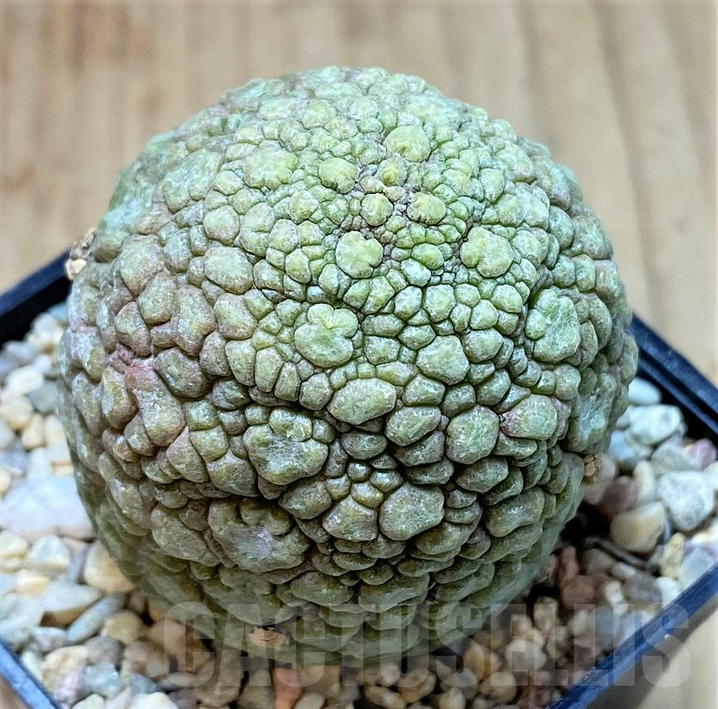 SHPR39357 Pseudolithos migiurtinus, Select form