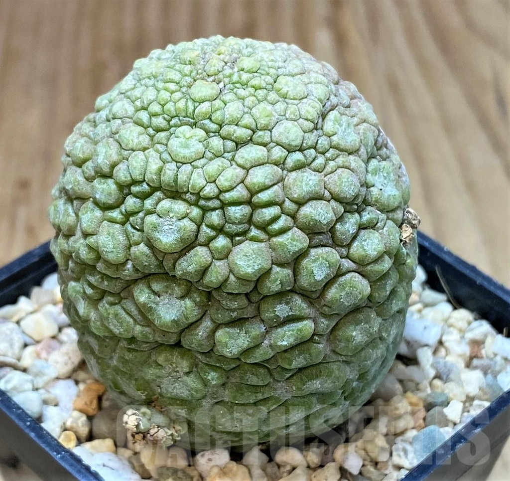 SHPR39357 Pseudolithos migiurtinus, Select form - immagine 2
