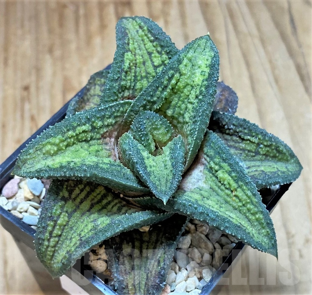 SHPR39363 Haworthia koelmaniorum hybrid T2 - Image 2