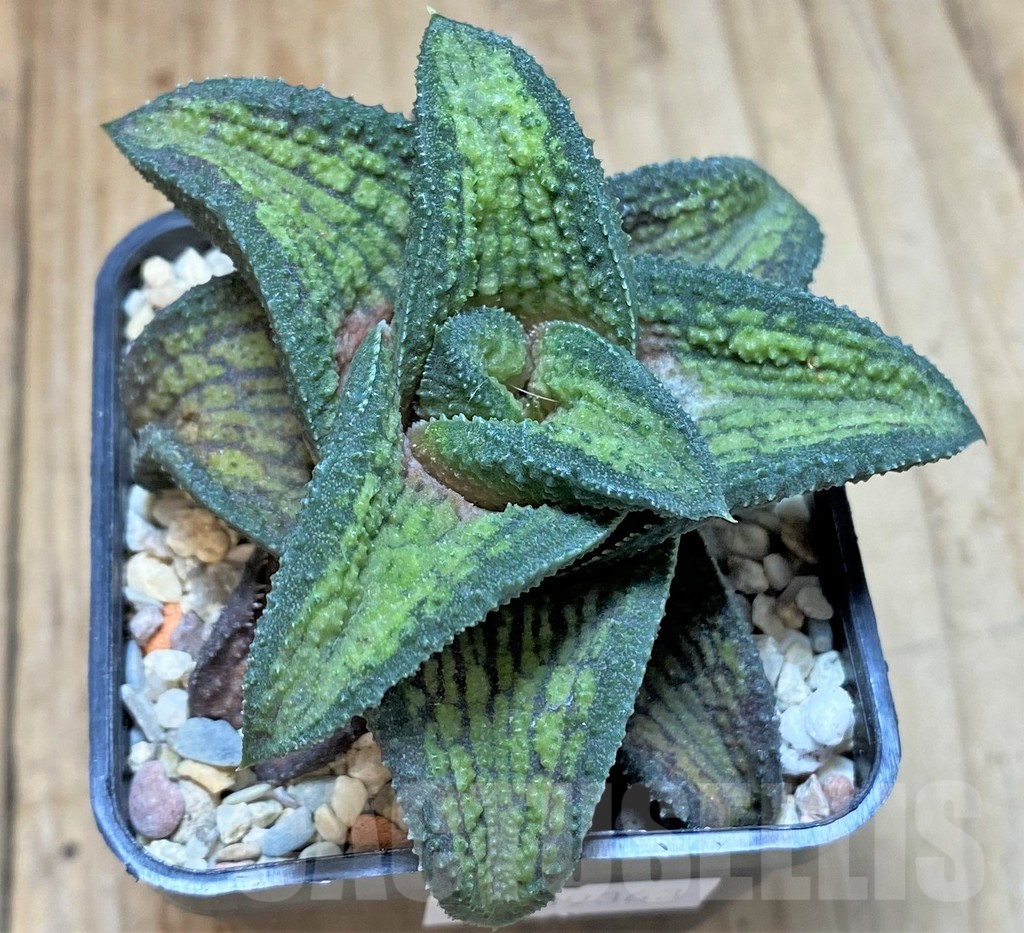 SHPR39363 Haworthia koelmaniorum hybrid T2