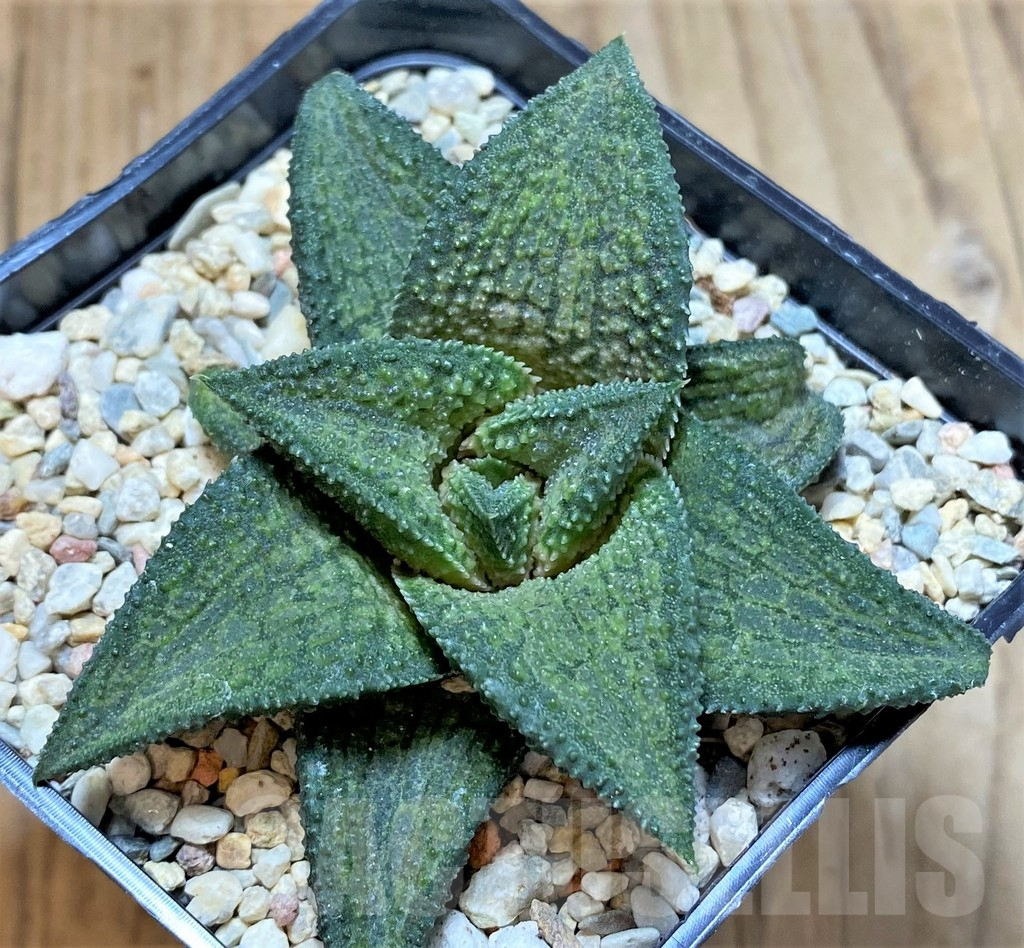 SHPR39368 Haworthia koelmaniorum hybrid T3