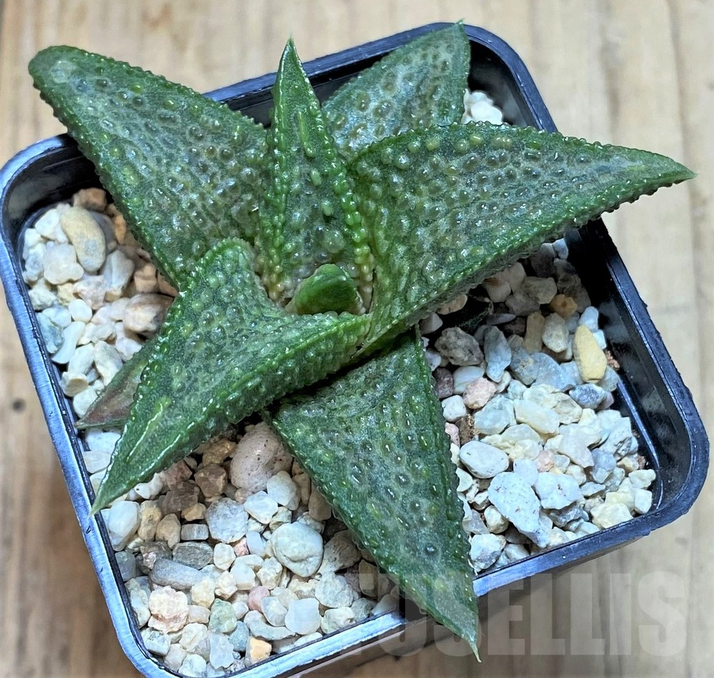 SHPR39369 Haworthia 'White Kin'