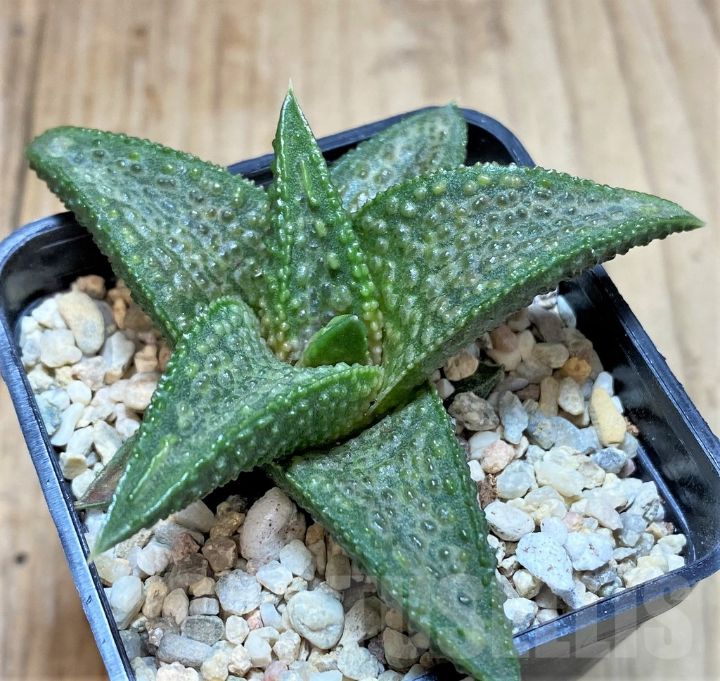SHPR39369 Haworthia 'White Kin' - Obrázek 2
