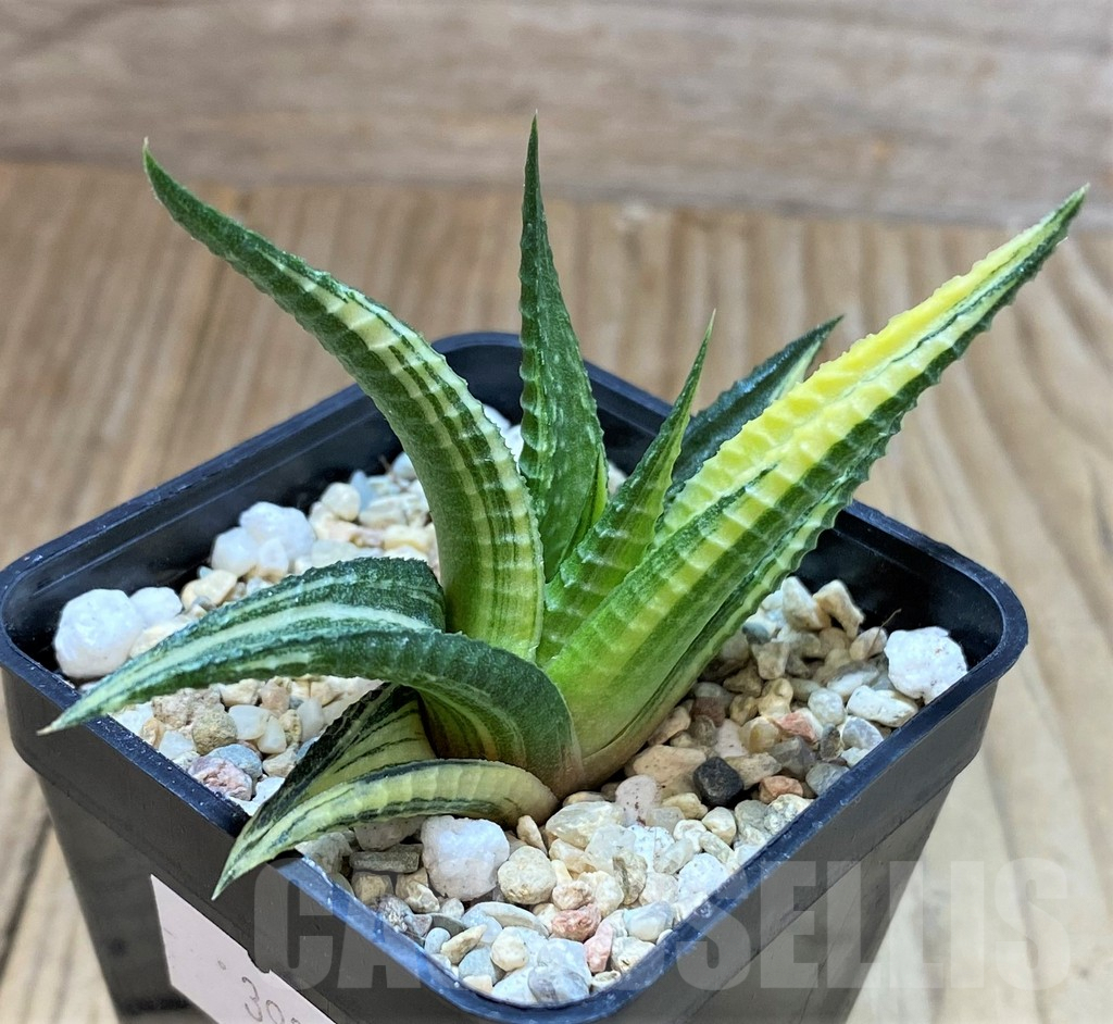 SHPR39374 Haworthia limifolia f.variegata - Obrázek 2