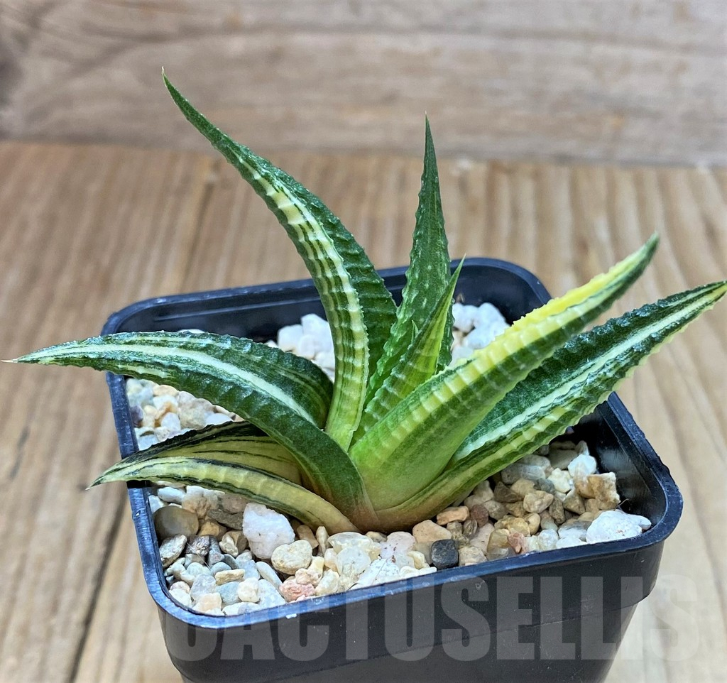 SHPR39374 Haworthia limifolia f.variegata