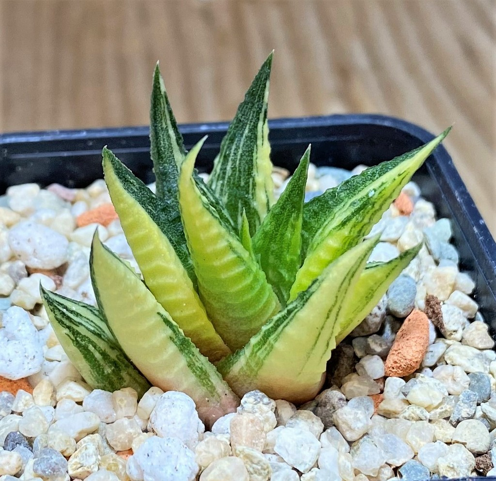 SHPR39376 Haworthia limifolia f.variegata