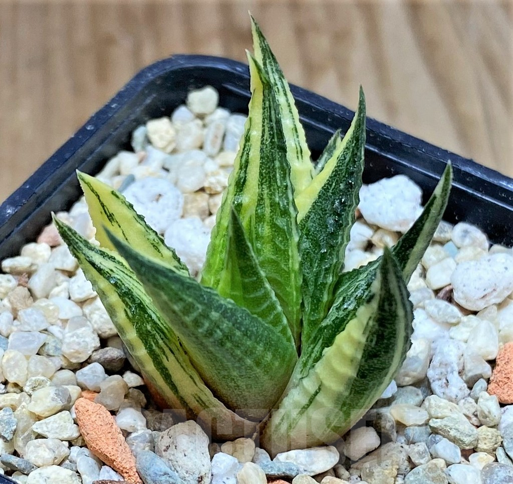 SHPR39376 Haworthia limifolia f.variegata - Image 2