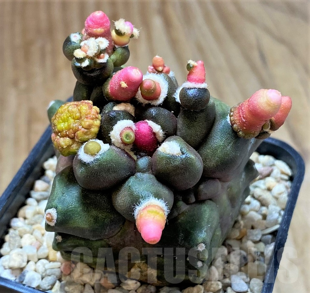 SHPR39329 Gymnocalycium mihanovichii 'Transformer' - Зображення 2