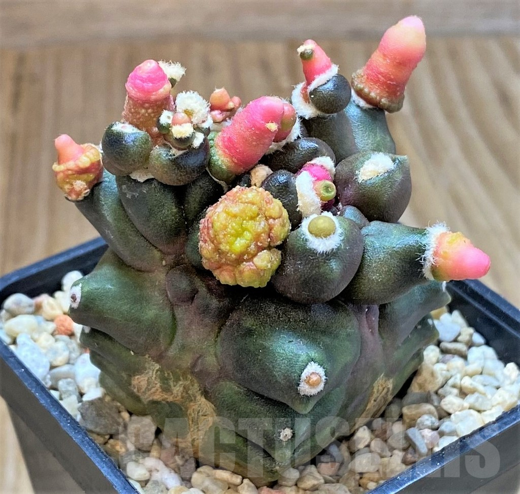 SHPR39329 Gymnocalycium mihanovichii 'Transformer'