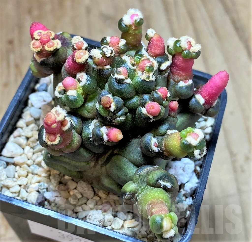 SHPR39330 Gymnocalycium mihanovichii 'Transformer' - Зображення 2