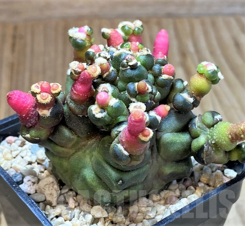 SHPR39330 Gymnocalycium mihanovichii 'Transformer'