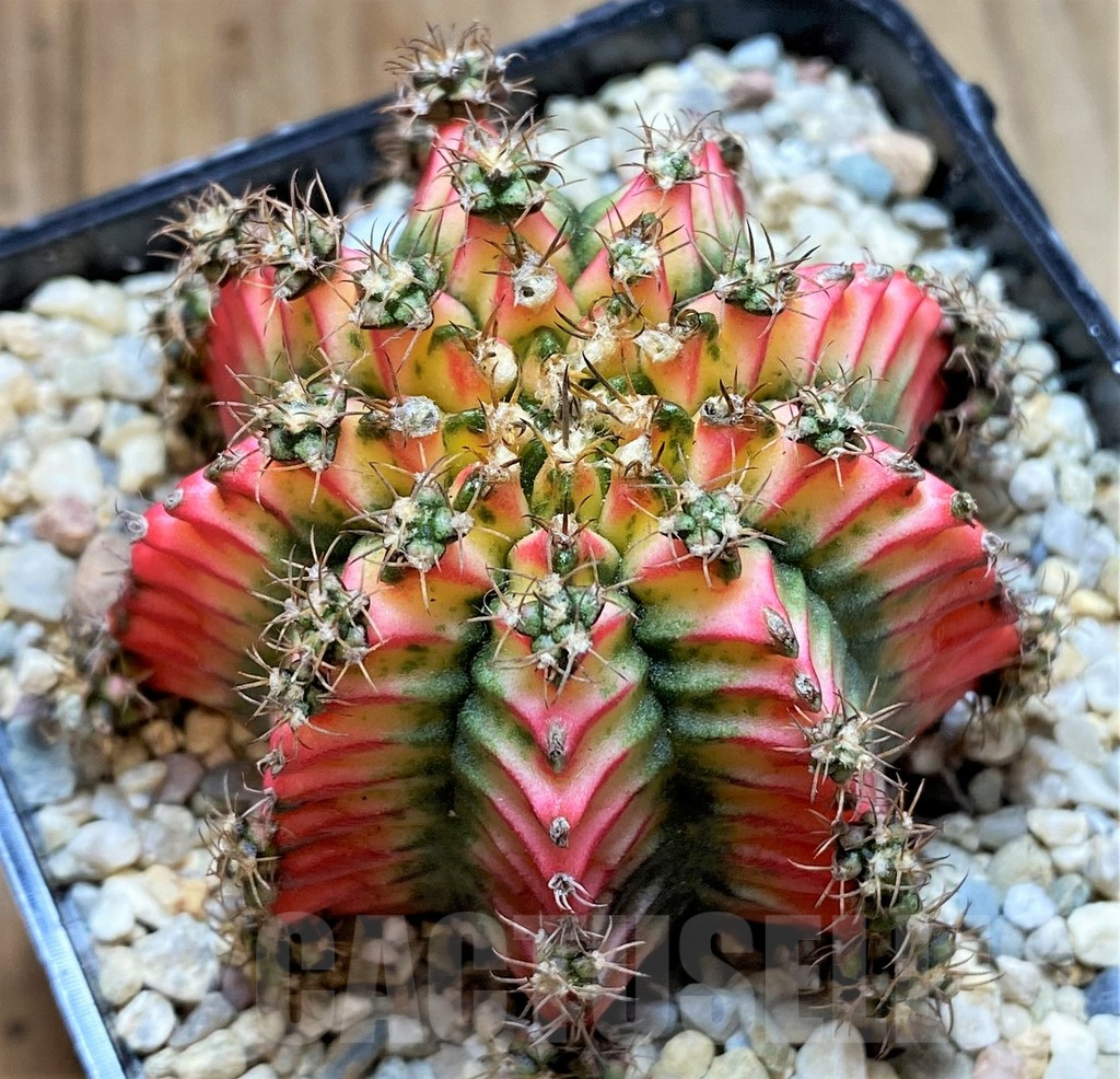 SHPR39331 Gymnocalycium mihanovichii 'Multicolor'