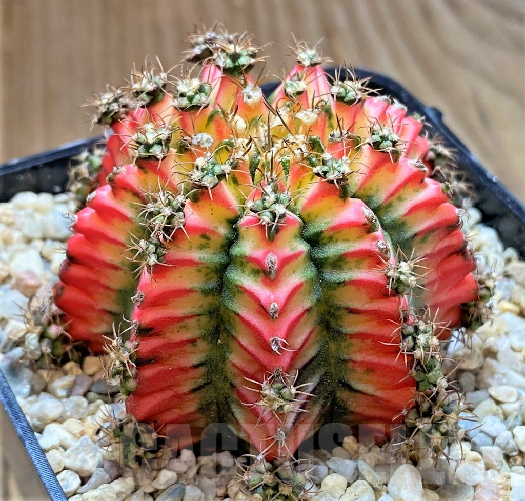 SHPR39331 Gymnocalycium mihanovichii 'Multicolor' - immagine 2