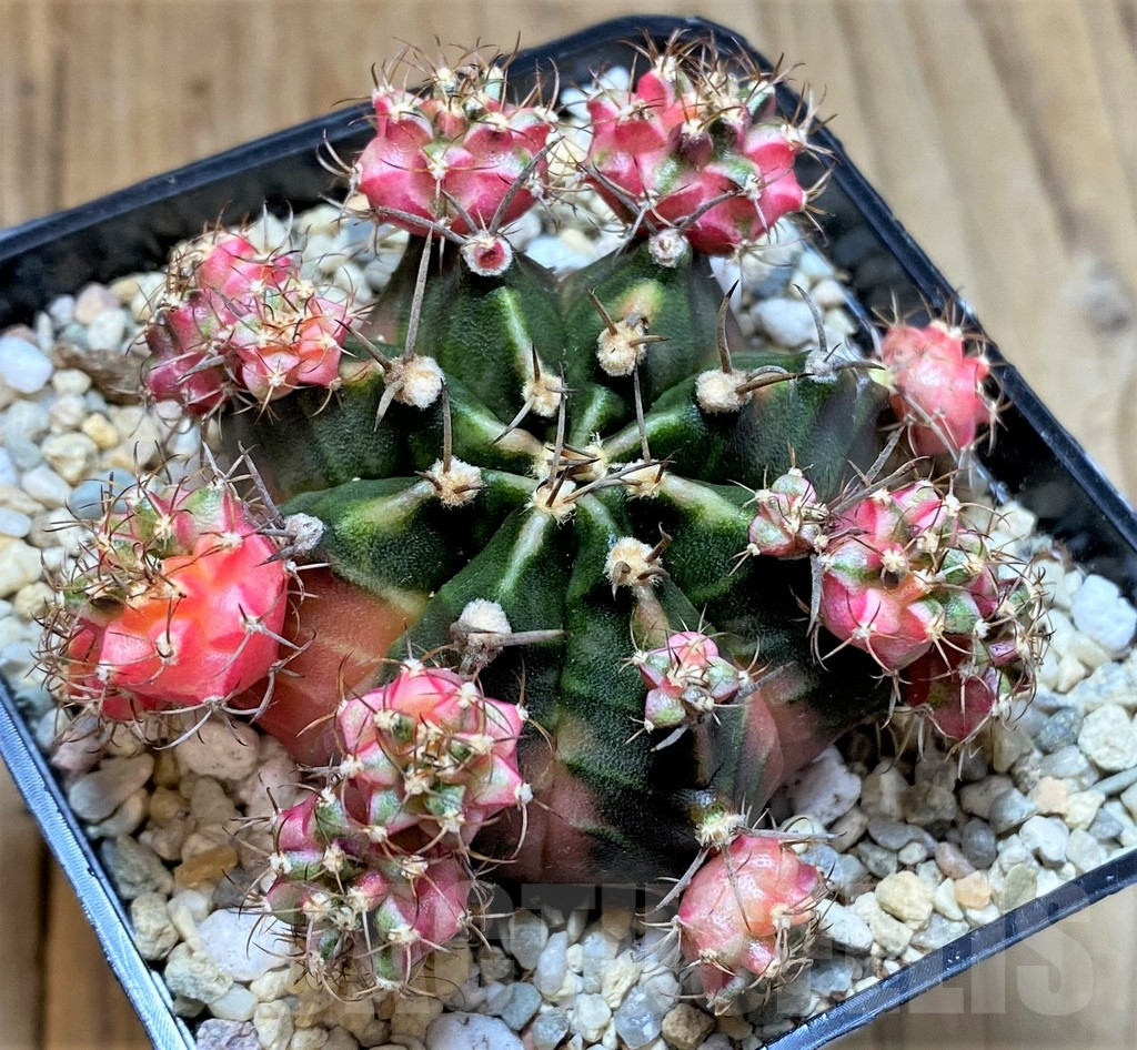 SHPR39332 Gymnocalycium mihanovichii 'Bubble Gum' - Зображення 2