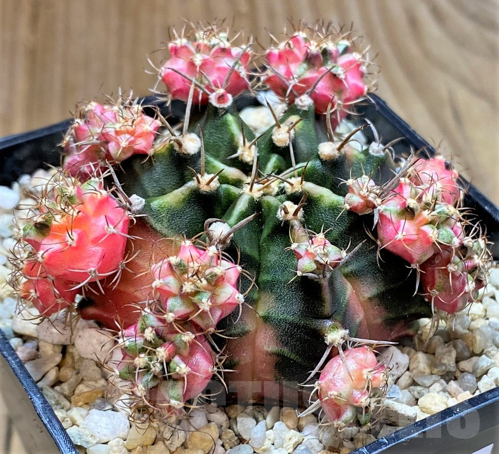 SHPR39332 Gymnocalycium mihanovichii 'Bubble Gum'