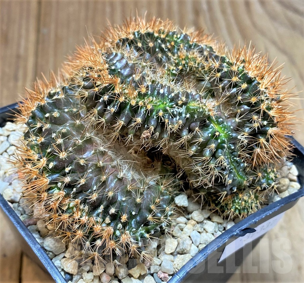 SHPR39337 Mammillaria nivosa f. cristata - Image 2