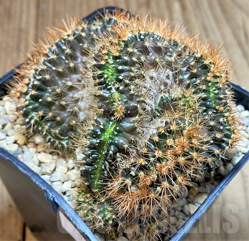 SHPR39337 Mammillaria nivosa f. cristata