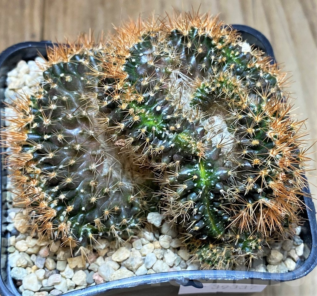 SHPR39337 Mammillaria nivosa f. cristata - Image 3