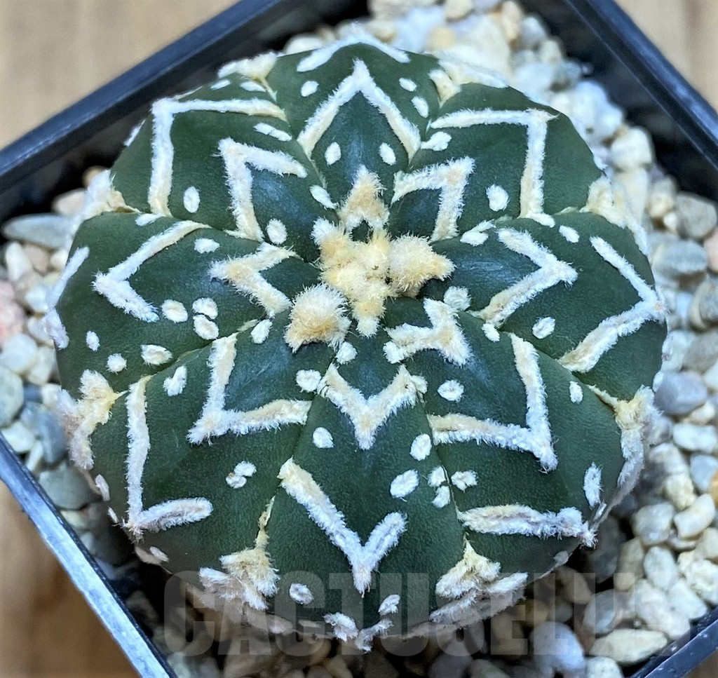 SHPR39339 Astrophytum asterias ‘Super Kabuto’ V-type f. nudum