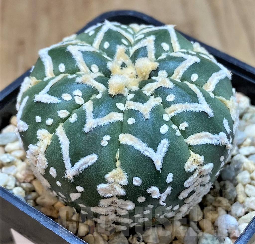 SHPR39339 Astrophytum asterias ‘Super Kabuto’ V-type f. nudum - Image 2