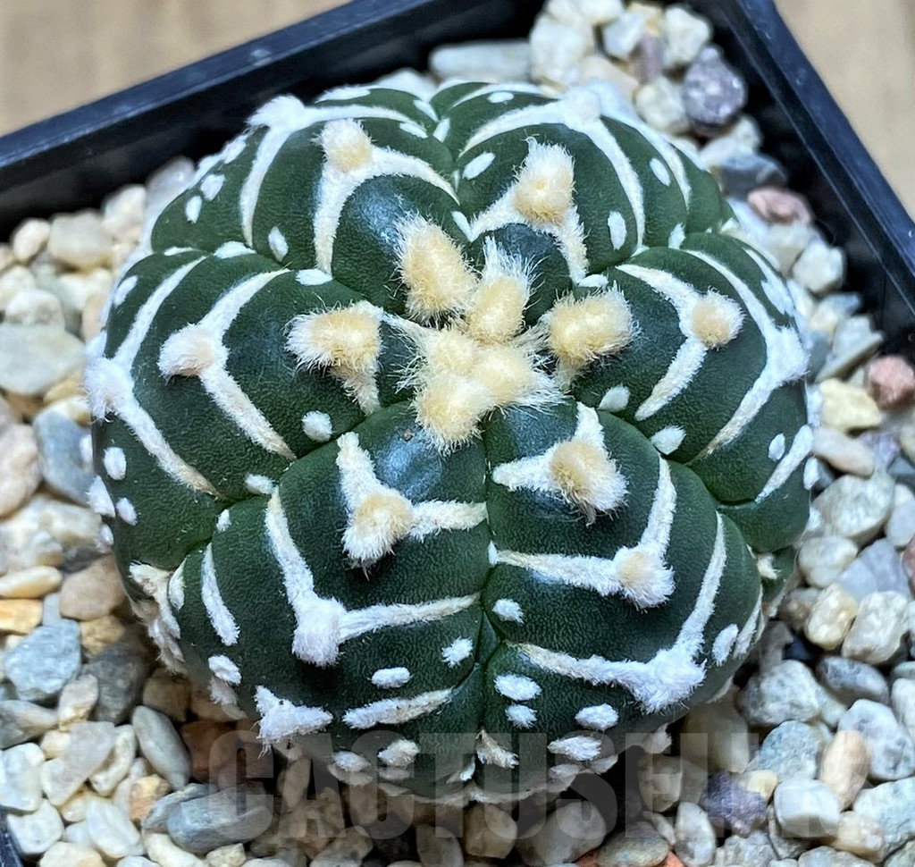 SHPR39340 Astrophytum asterias ‘Super Kabuto’ V-type f. nudum 6-ribs