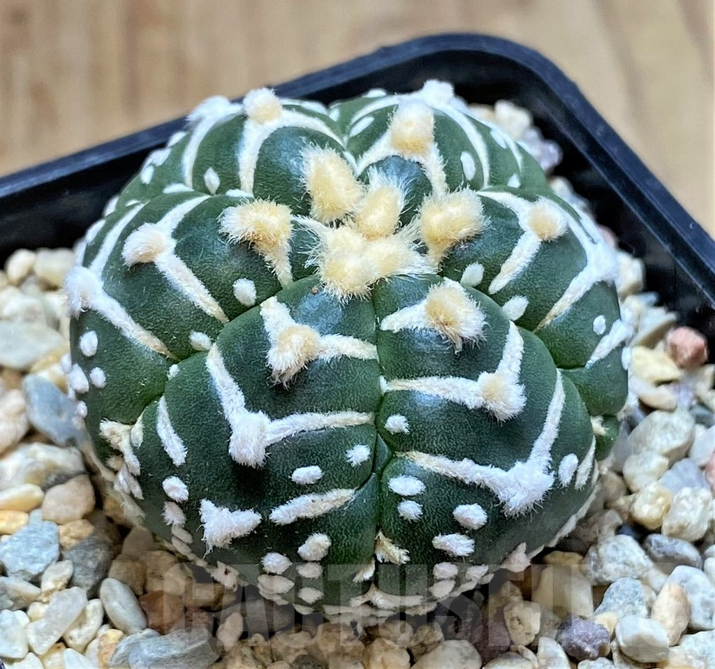SHPR39340 Astrophytum asterias ‘Super Kabuto’ V-type f. nudum 6-ribs - Image 2