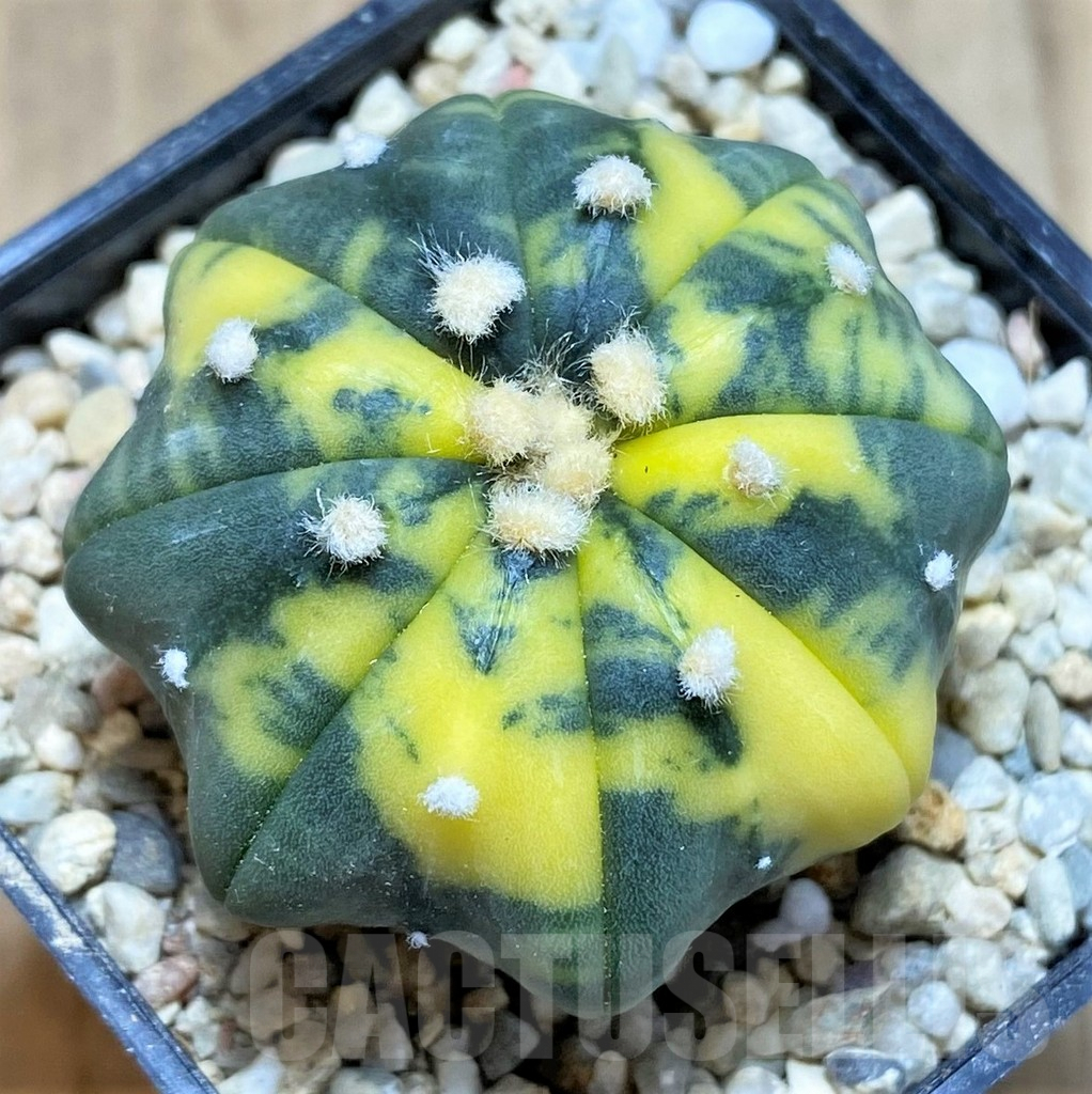 SHPR39341 Astrophytum asterias 'Star shape' f. variegata