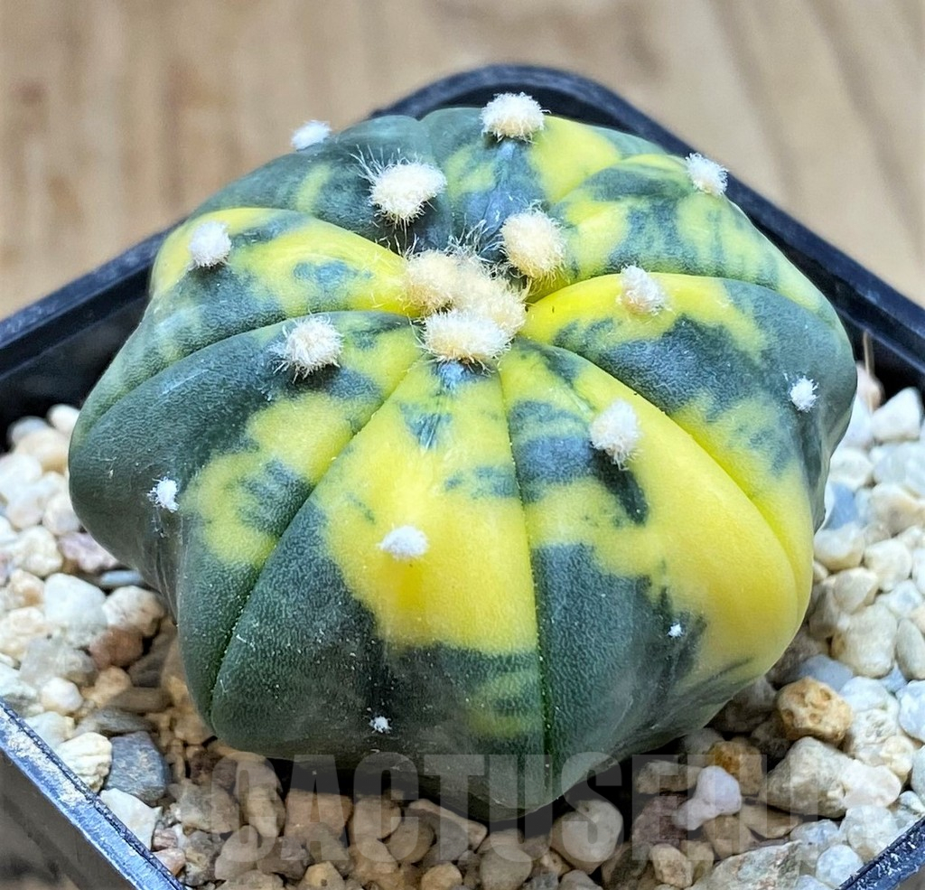 SHPR39341 Astrophytum asterias 'Star shape' f. variegata - Image 2