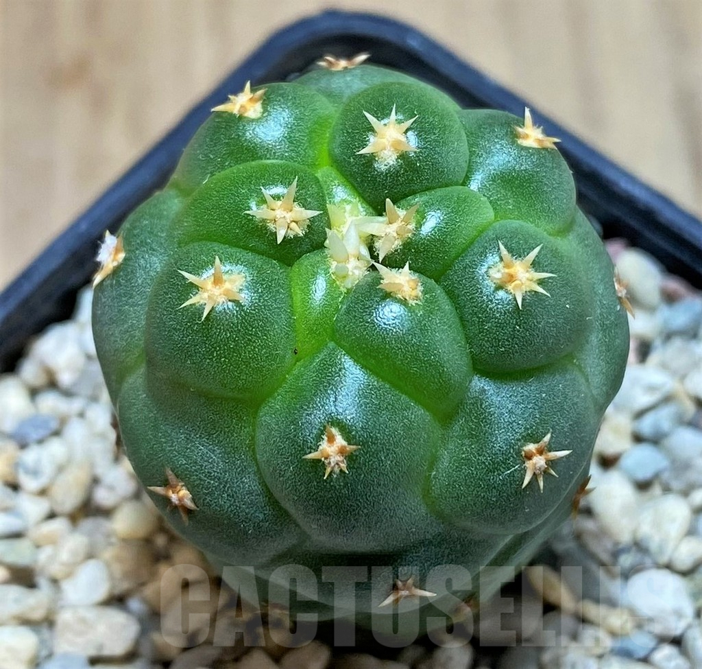 SHPR39345 Coryphantha elephantidens ‘Family’