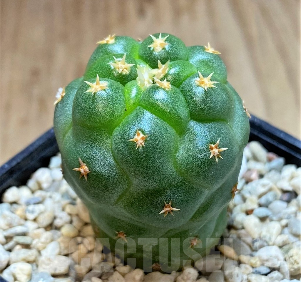 SHPR39345 Coryphantha elephantidens ‘Family’ - Obrázek 2