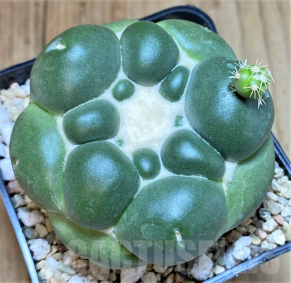 SHPR39346 Coryphantha elephantidens ‘inermis’