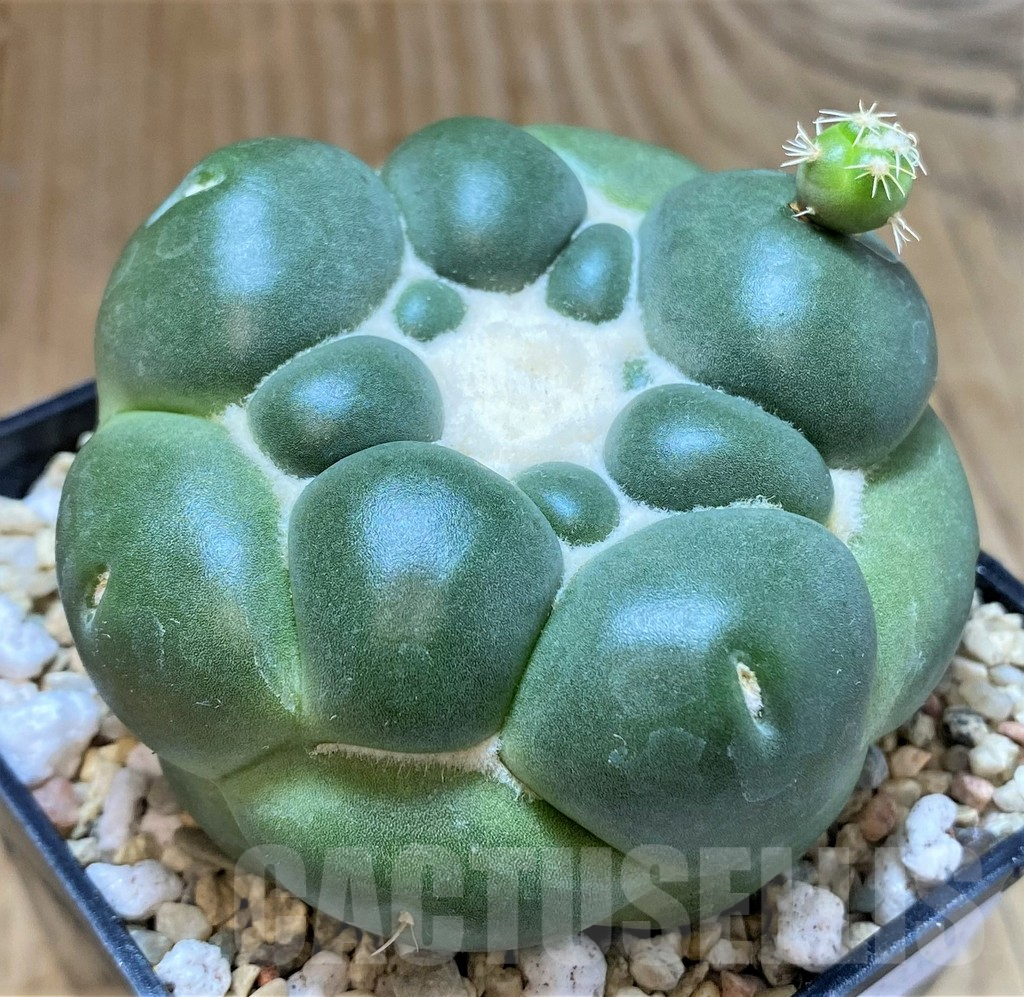 SHPR39346 Coryphantha elephantidens ‘inermis’ - Obrázek 2