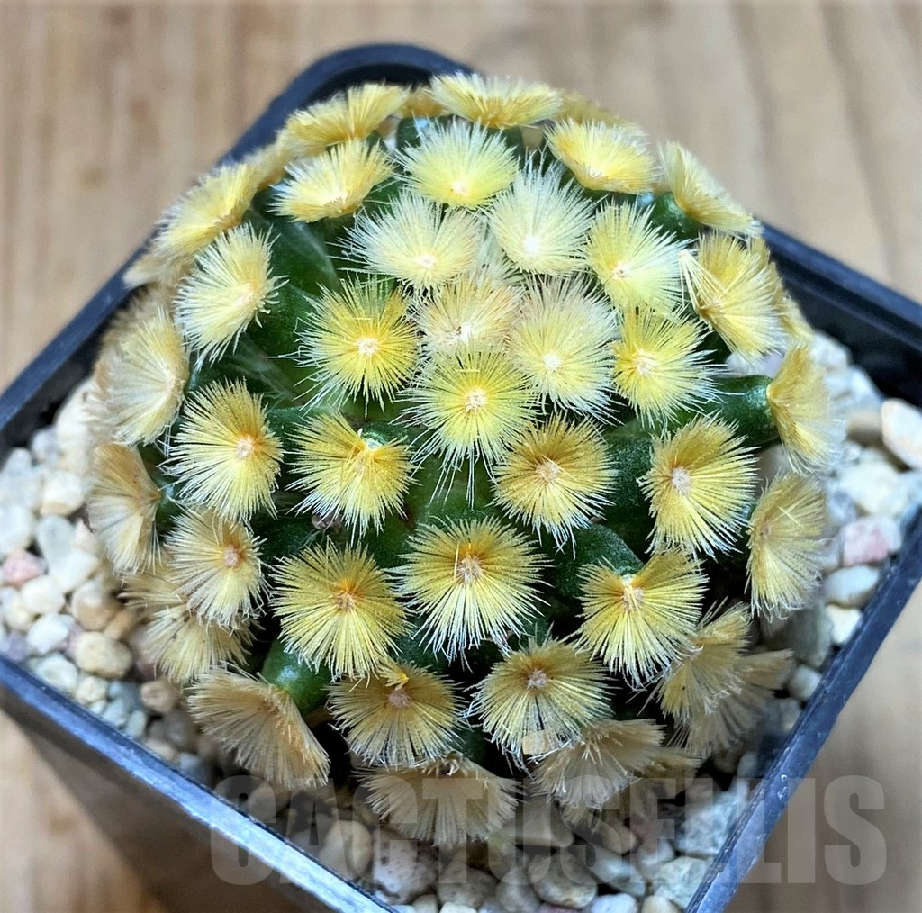 SHPR39347 Mammillaria carmenae “Buddha” yellow - Image 2