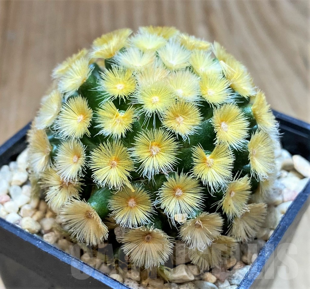 SHPR39347 Mammillaria carmenae “Buddha” yellow