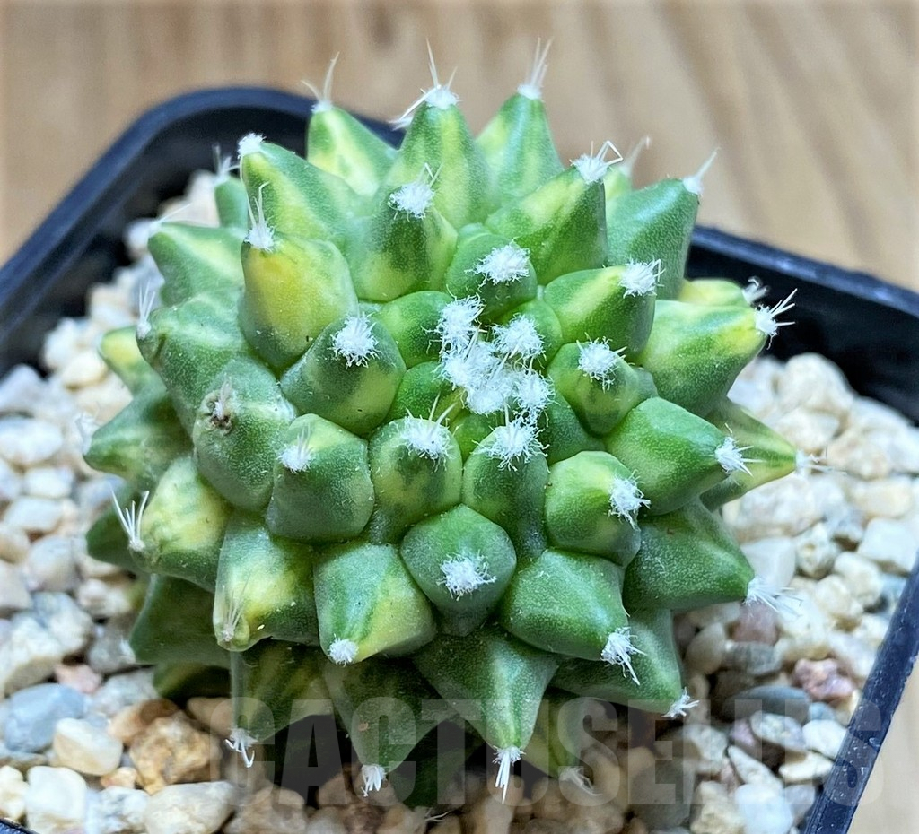 SHPR39348 Mammillaria bucareliensis ‘Erusamu’ f. variegata