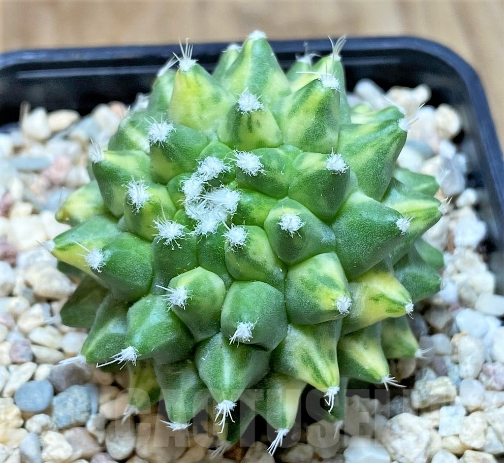 SHPR39348 Mammillaria bucareliensis ‘Erusamu’ f. variegata - Image 2