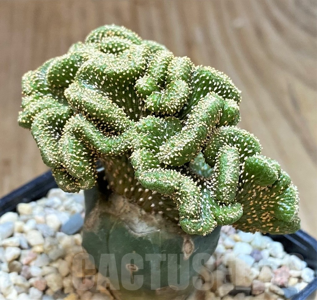 SHPR39349 Geohintonia mexicana f. cristata, grafted - Image 3