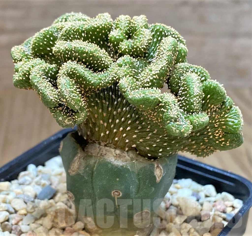 SHPR39349 Geohintonia mexicana f. cristata, grafted - Image 2