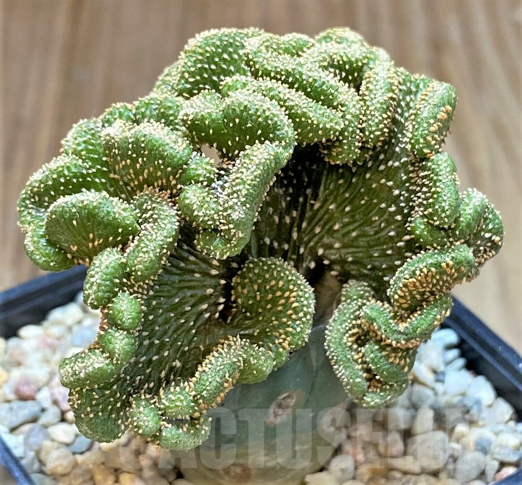 SHPR39349 Geohintonia mexicana f. cristata, grafted