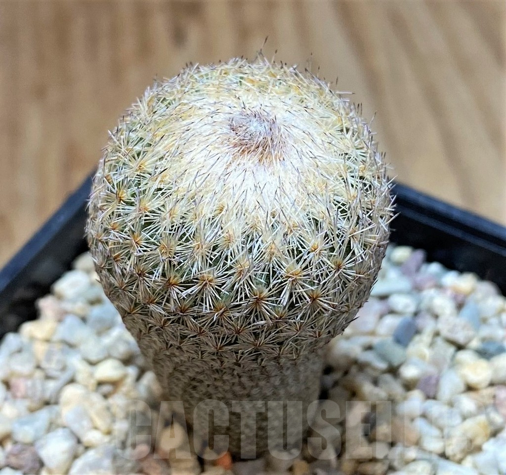 SHPR39351 Epithelantha bokei