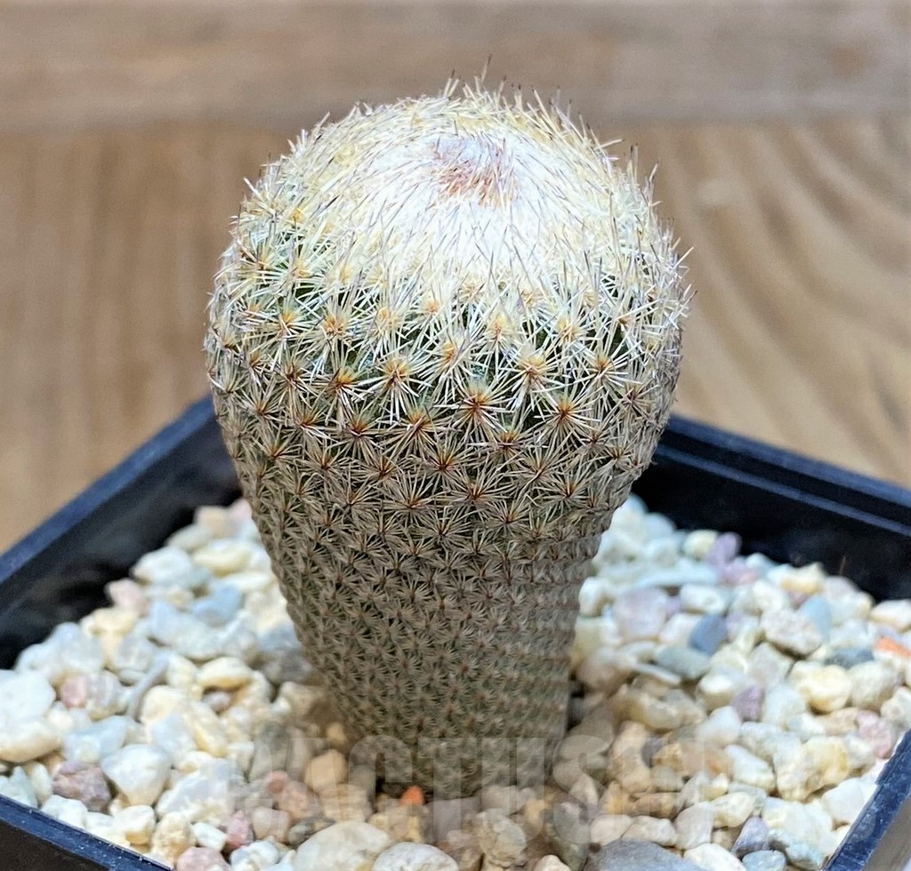 SHPR39351 Epithelantha bokei - immagine 2