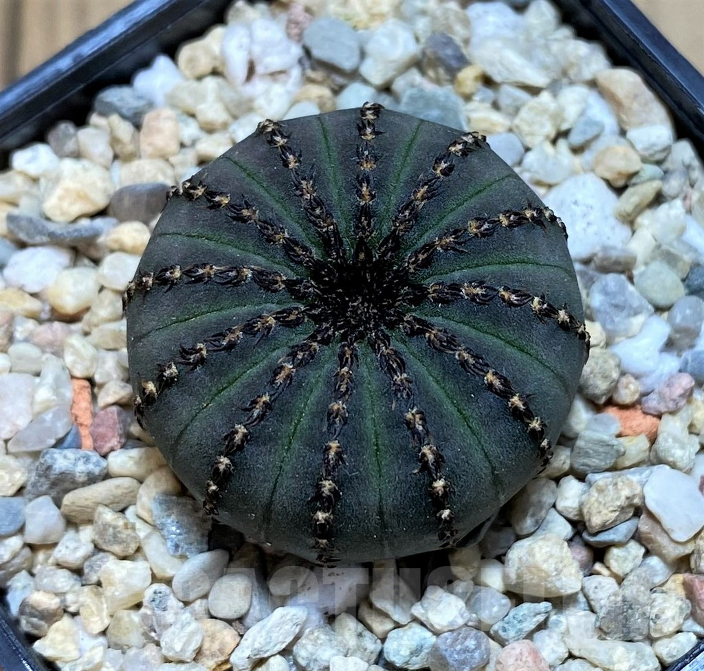 SHPR39352 Frailea asterioides