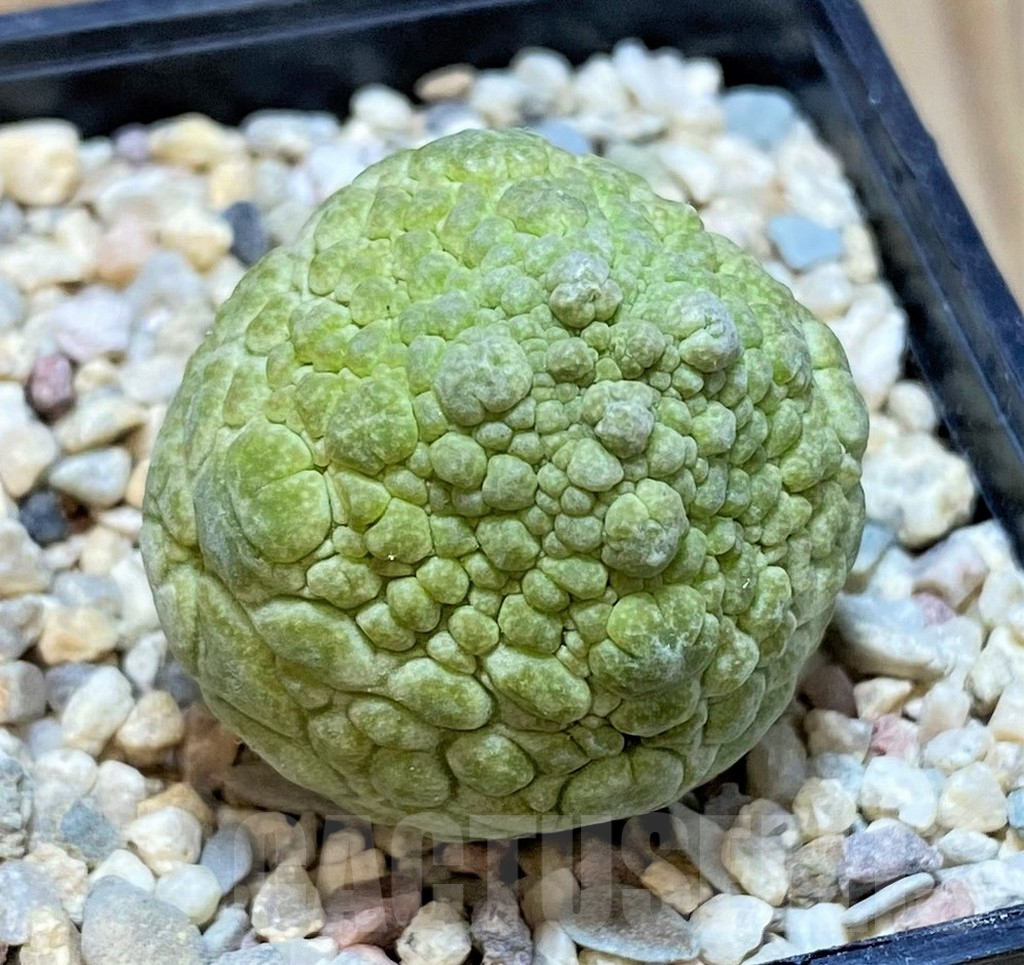 SHPR39353 Pseudolithos cubiformis