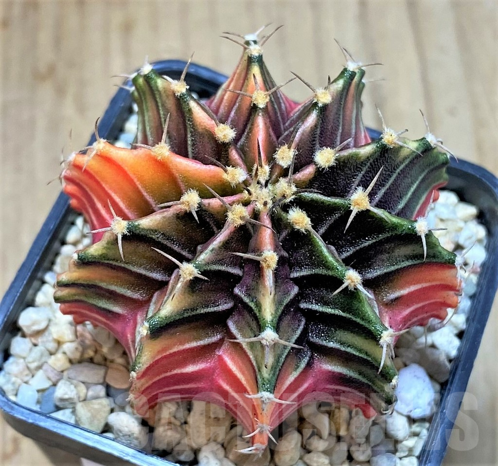 SHPR39539 Gymnocalycium friedrichii LB f. variegata, seedling - Image 2