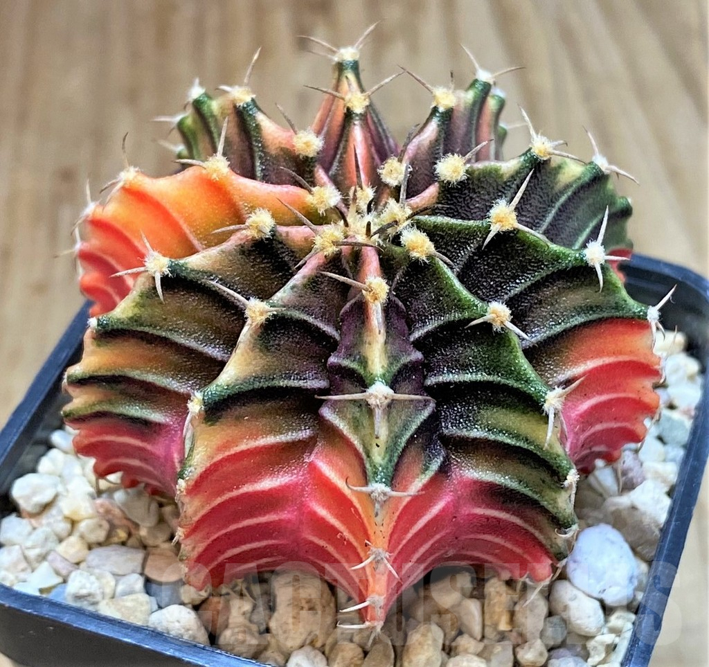 SHPR39539 Gymnocalycium friedrichii LB f. variegata, seedling