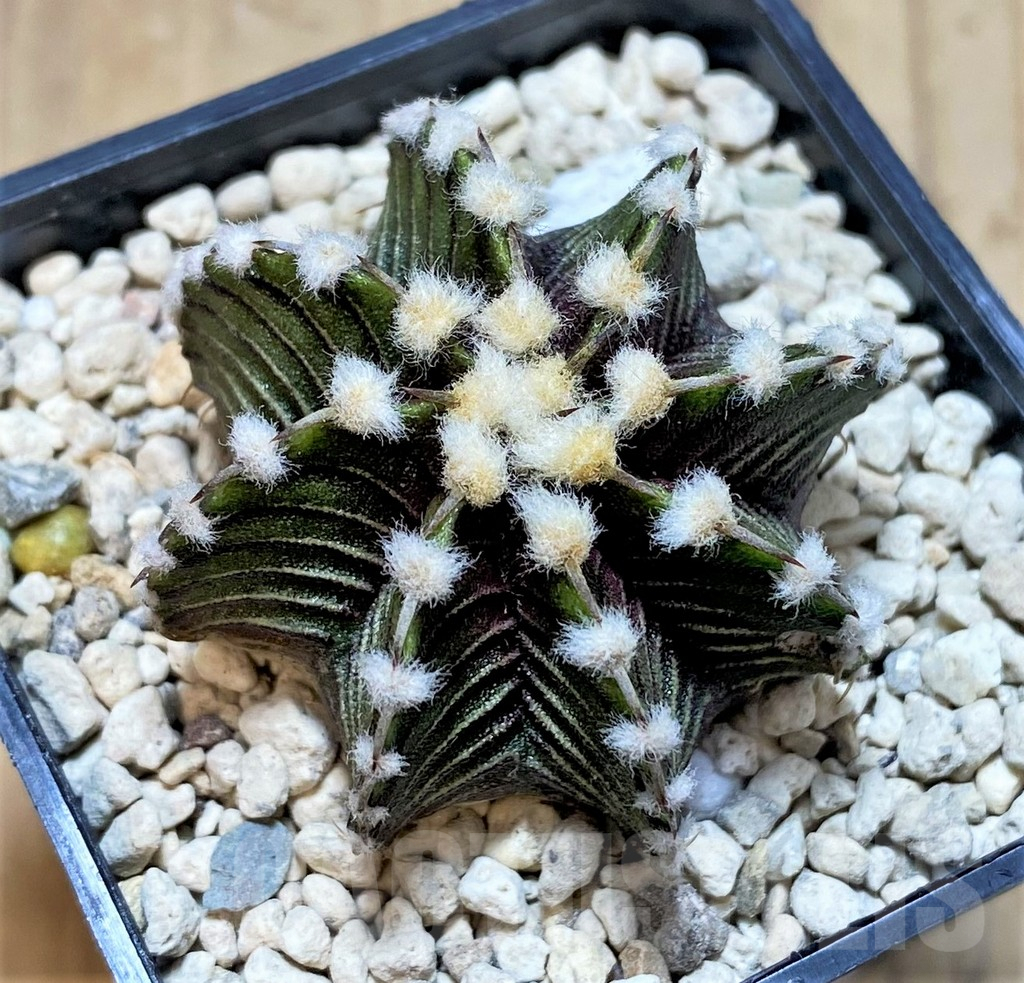 SHPR39542 Gymnocalycium friedrichii VOS1211, select form